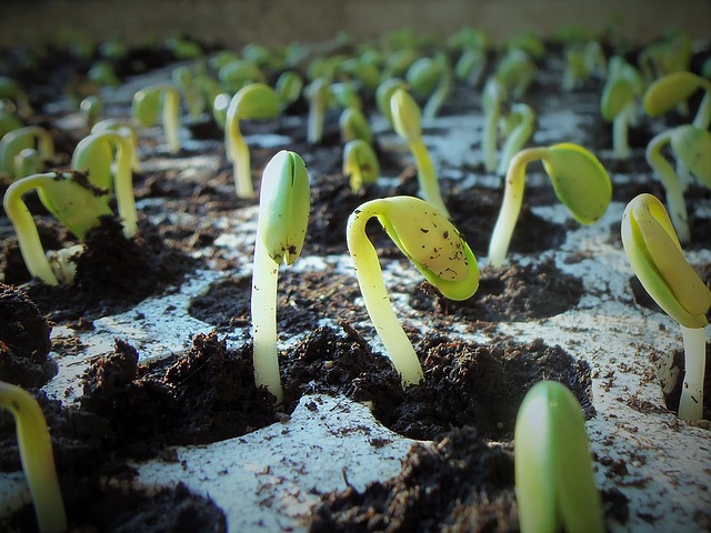 Biomiska – efektivní a praktický pomocník pro klíčení